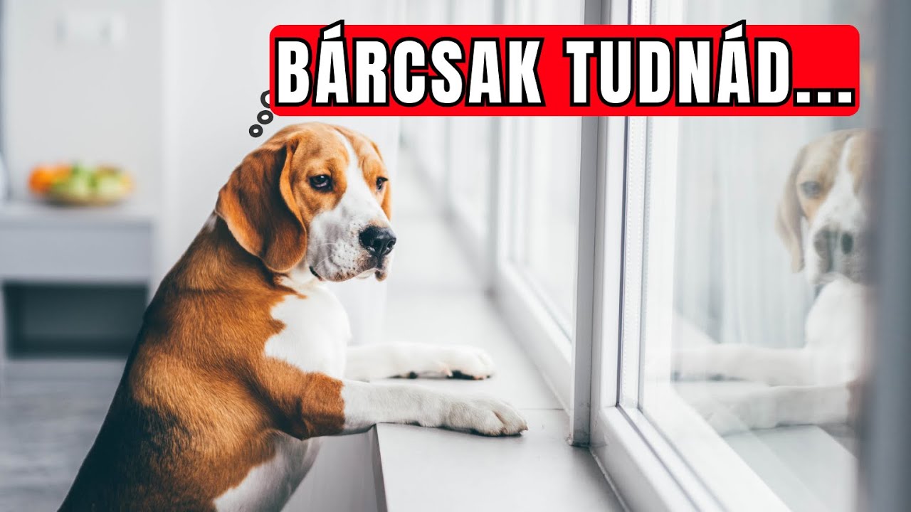 30 Titok a Kutyákról, amiről Kevesen Tudnak