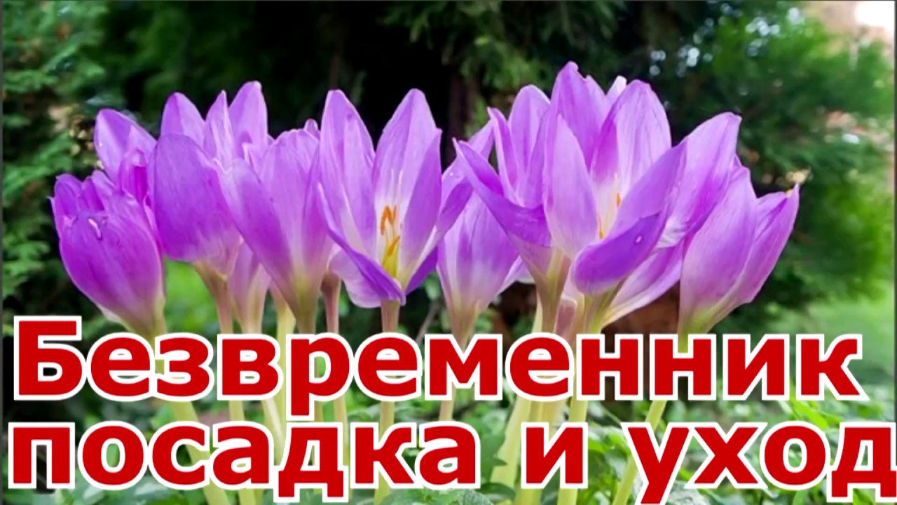 Безвременник посадка, уход, размножение