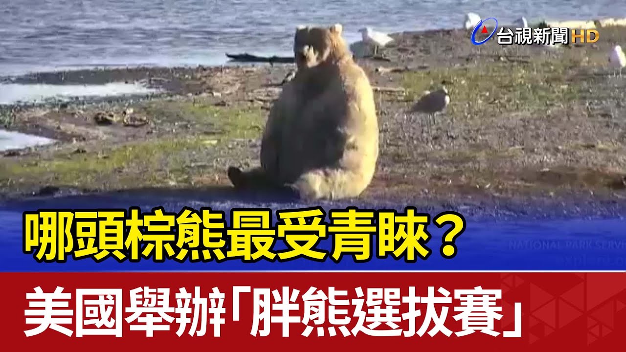 哪頭棕熊最受青睞？ 美國舉辦「胖熊選拔賽」