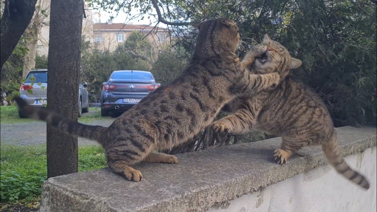 The female cat angrily attacked the male cat who wouldn’t stop following her.
