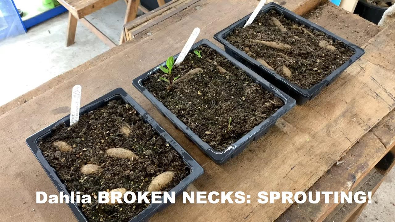 Dahlia BROKEN NECKS TEST - SPROUTING!