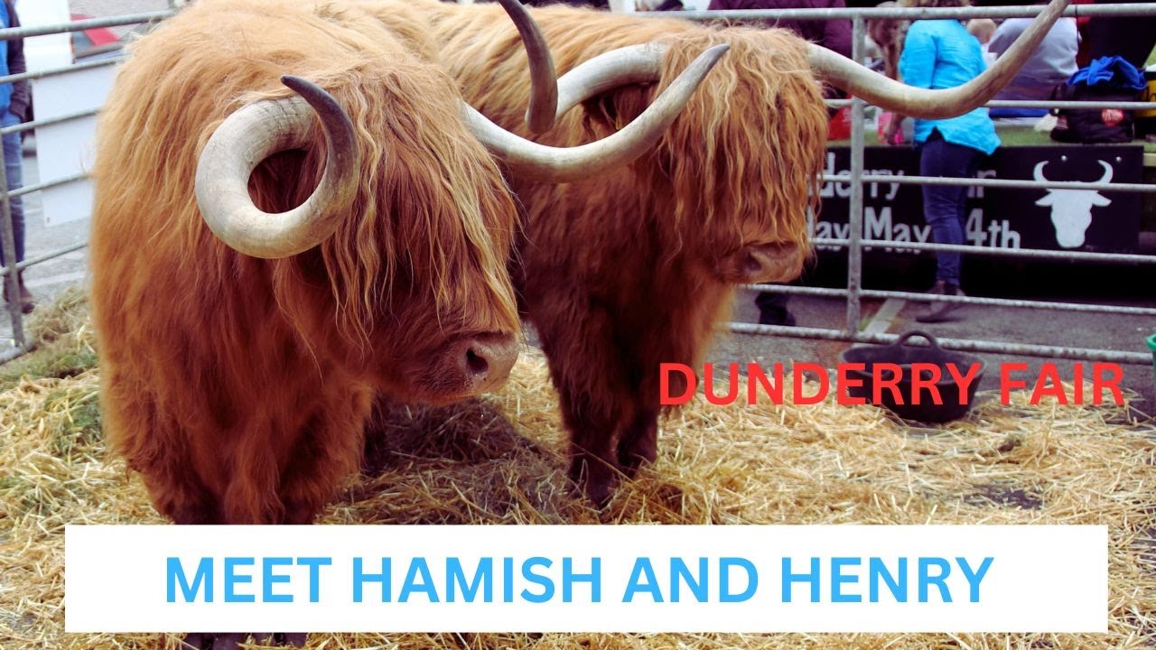 DUNDERRY FAIR WITH HAMISH AND HENRY