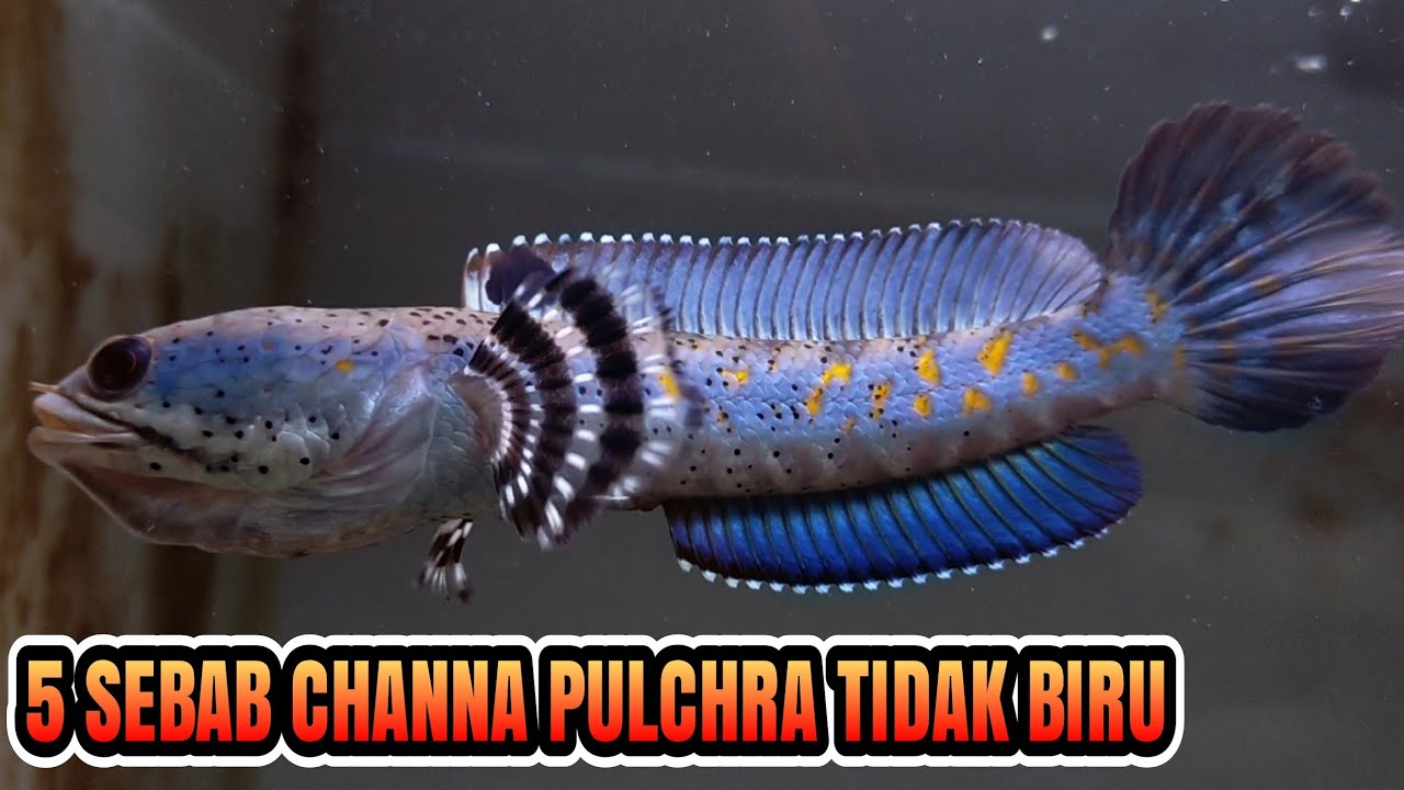 kenapa channa pulchra tidak kunjung membiru
