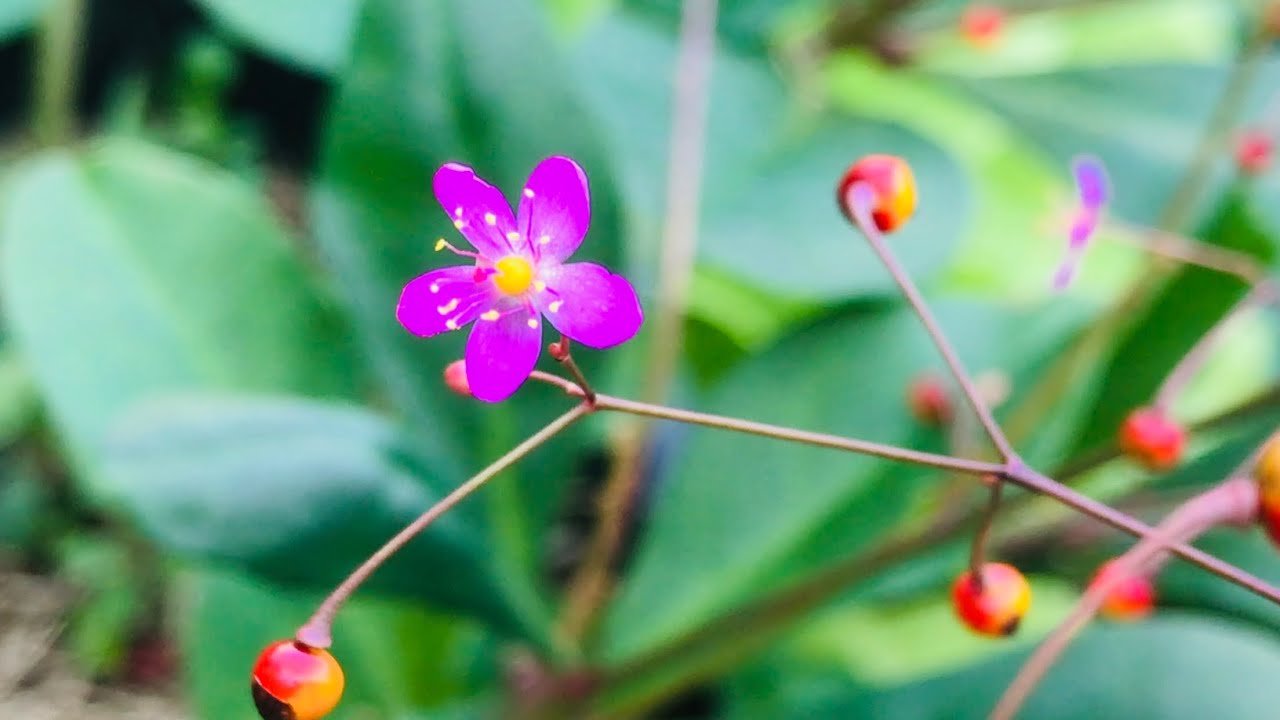 MAJOR GOMES A PLANTA TOP DOS VEGANOS / BELEZA E NUTRIÇÃO