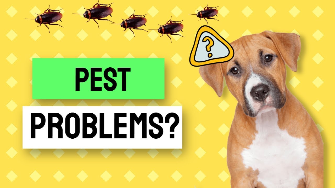 Pest Control Wheatfield Indiana - 24 Hour Emergency Exterminator Wheatfield IN