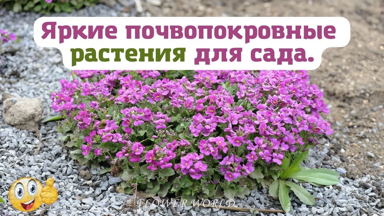 Яркие почвопокровные растения для сада.💐