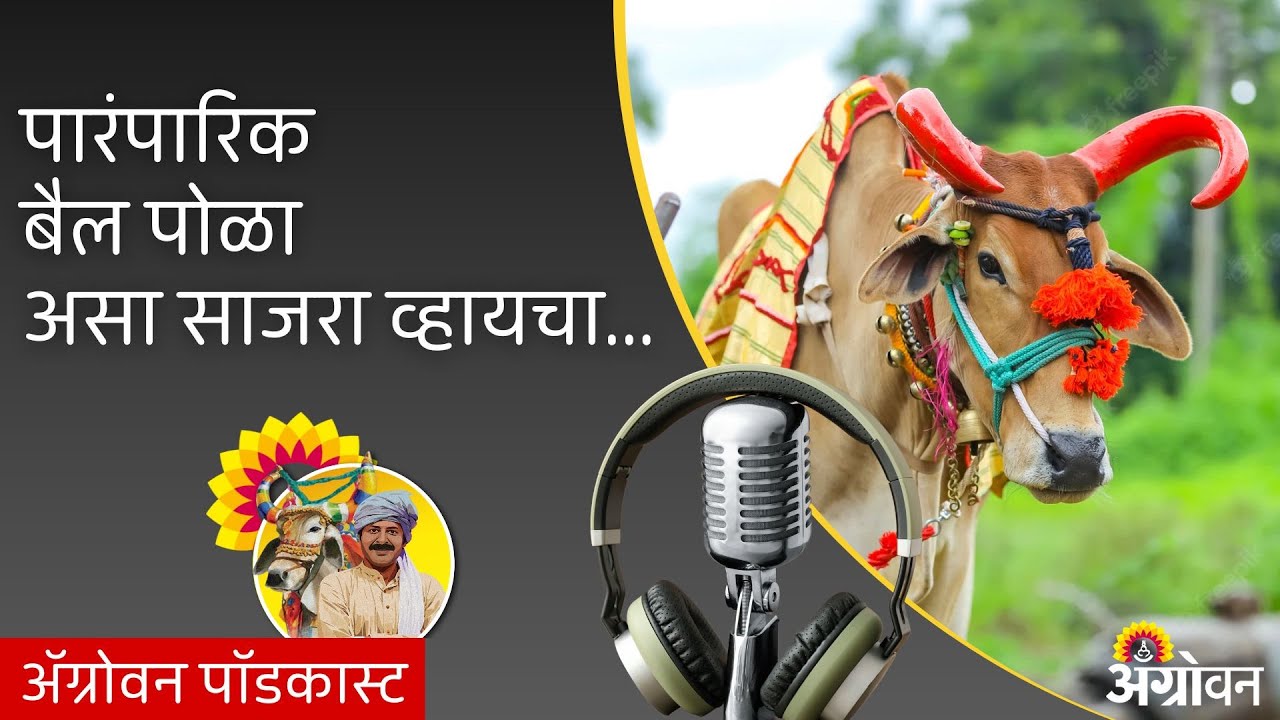 Agrowon Podcast: पोळा - बैलाच्या ऋणातून उतराई होण्याचा सण  | Bail Pola | ॲग्रोवन