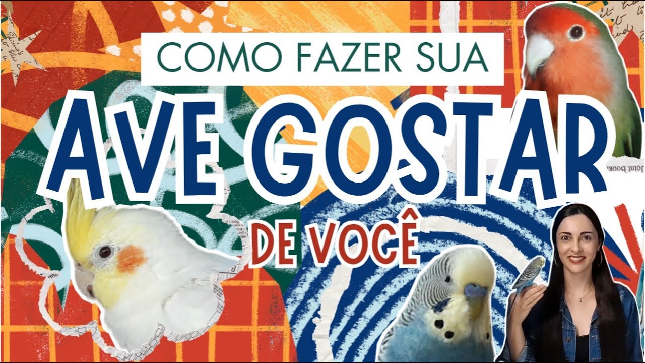 COMO FAZER SUA AVE GOSTAR DE VOCÊ - PERIQUITO AUSTRALIANO, CALOPSITA, AGAPORNIS