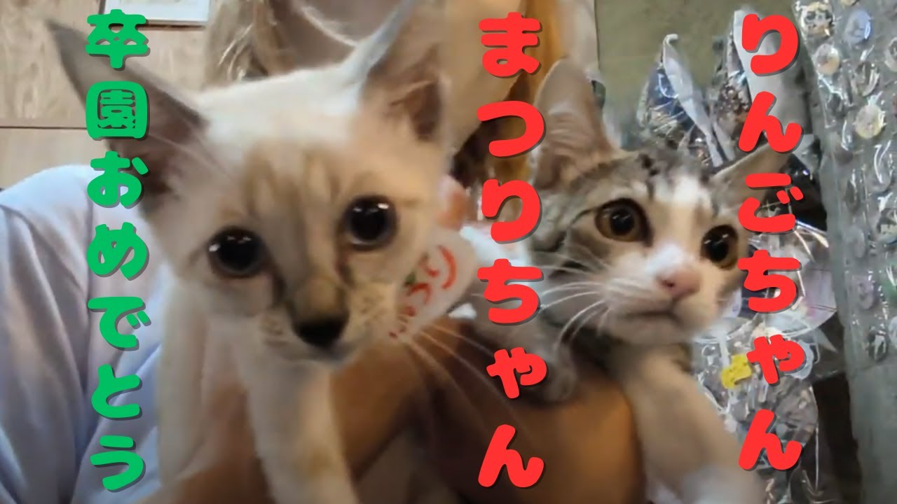 【子猫たちの旅立ち】ジオラマ食堂のこねこたちが、新しい家族のもとへ‼祝福してやってください。