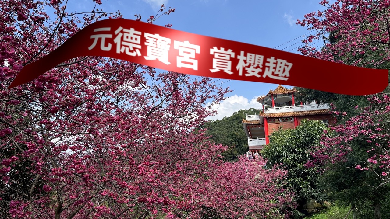 2026-02-23 元德寶宮賞櫻趣：桃園市龜山區，欣賞櫻花花期尾聲末期的美景，這裡的櫻花還盛開中。