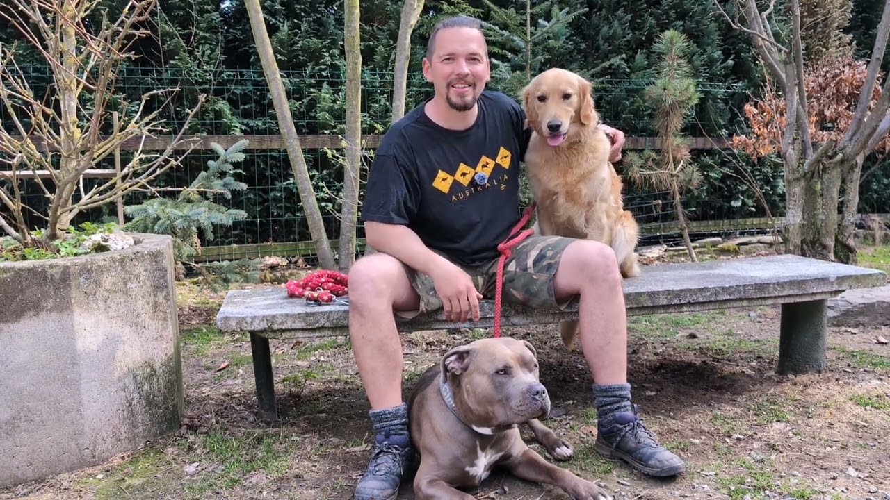 American Bully XL zabil člověka! Vyřeší to převýchova?