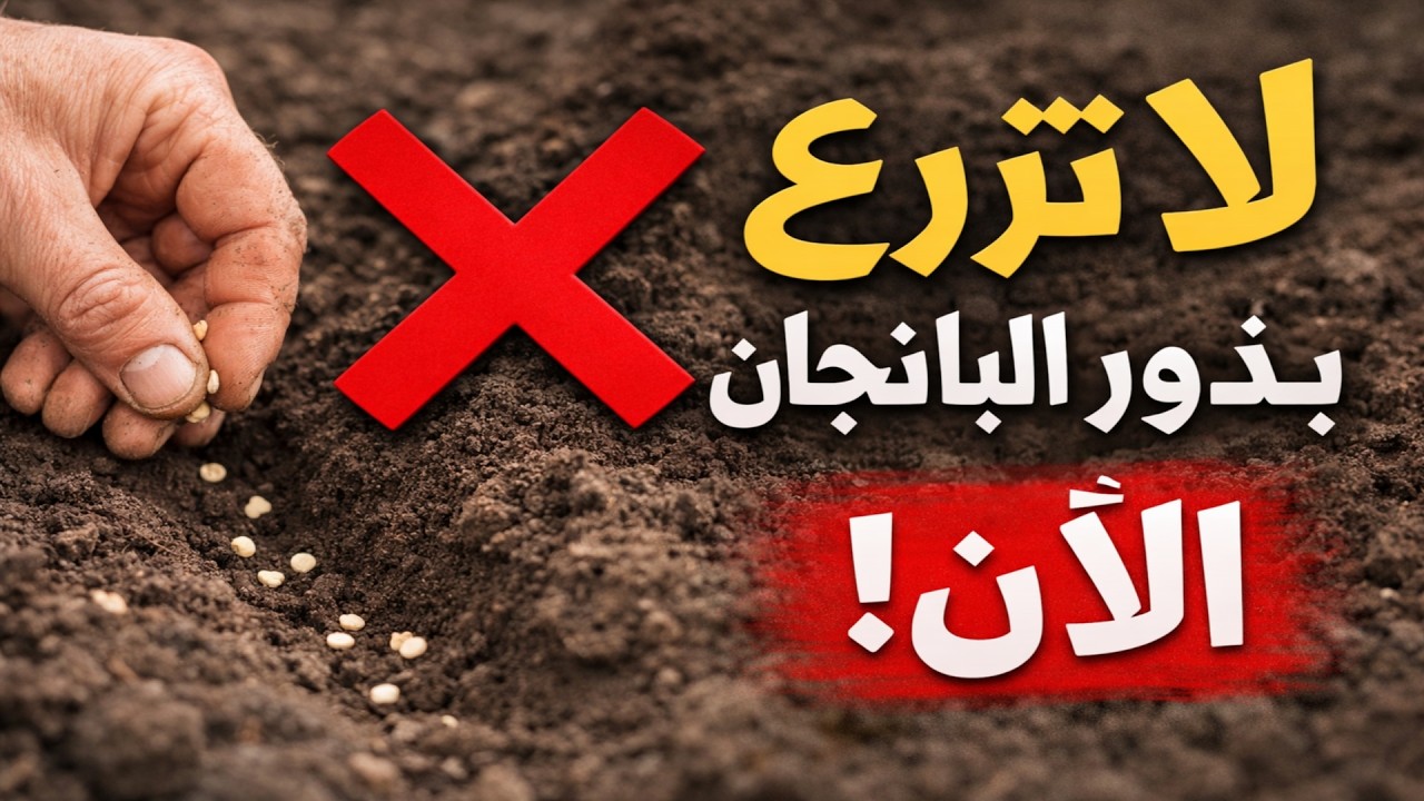 أكبر خطأ يرتكبه 99% من المزارعين! متى يجب أن تزرع بذور الباذنجان فعلياً؟