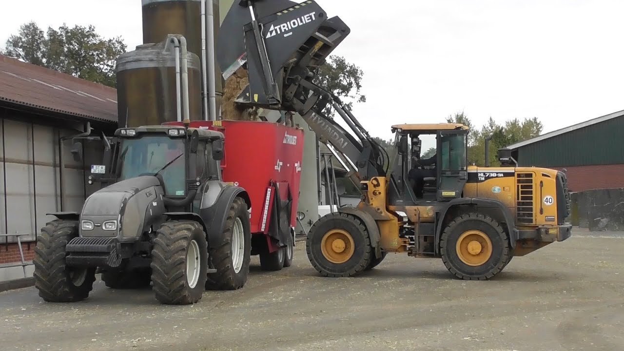 Franke feeding cattle