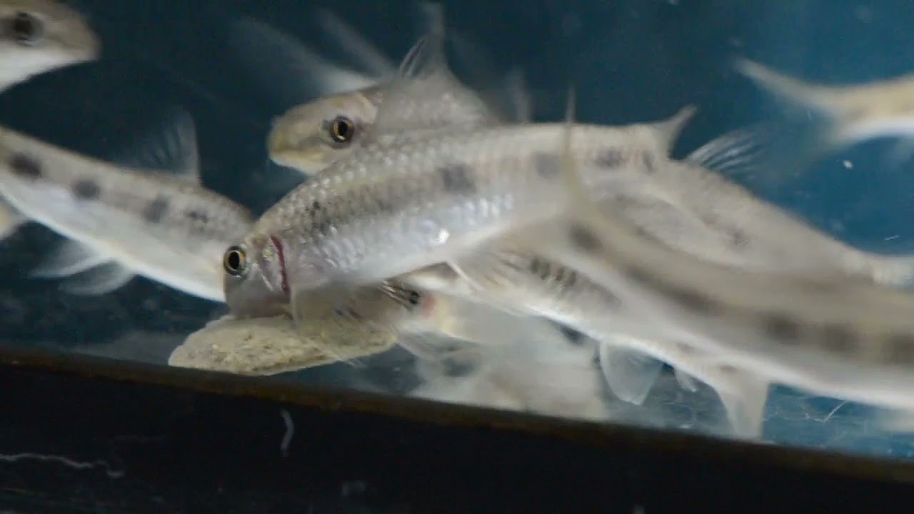 Garra spilota