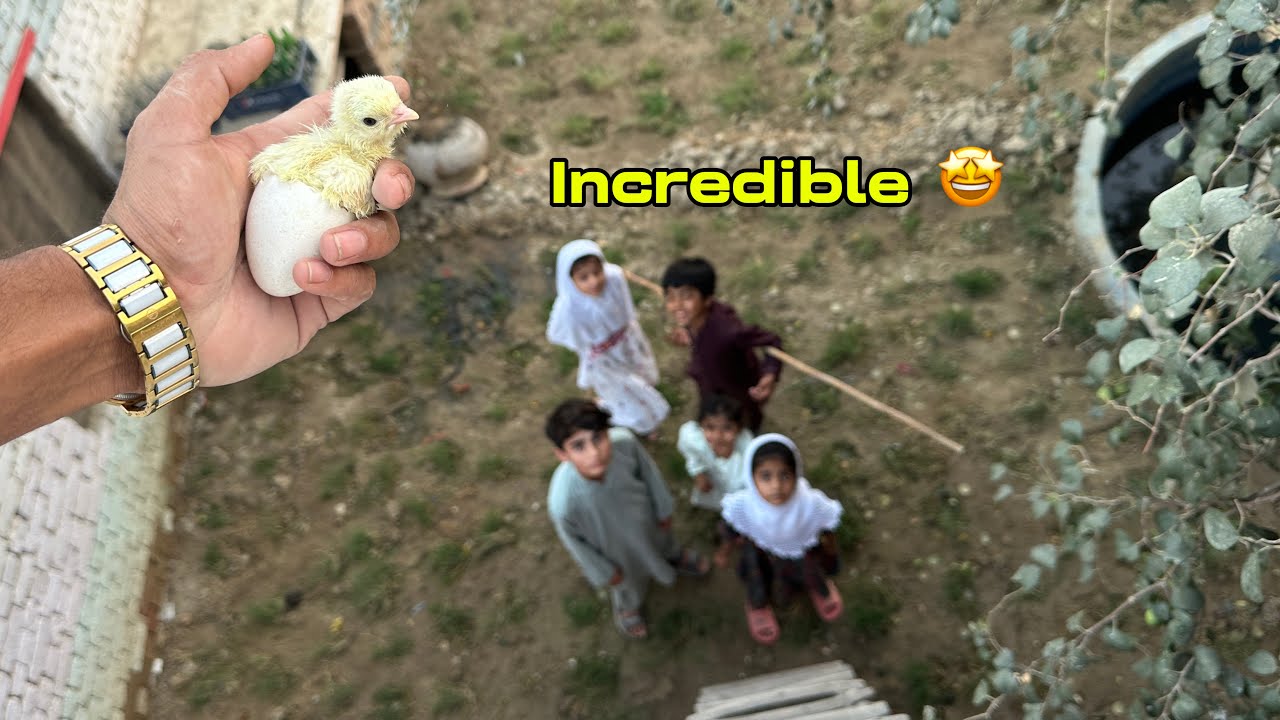 Turkey 🦃 Nyy Eggs Chath Pyy Dyy Diye | Bili Na Utha Kyy Lyy Jay 