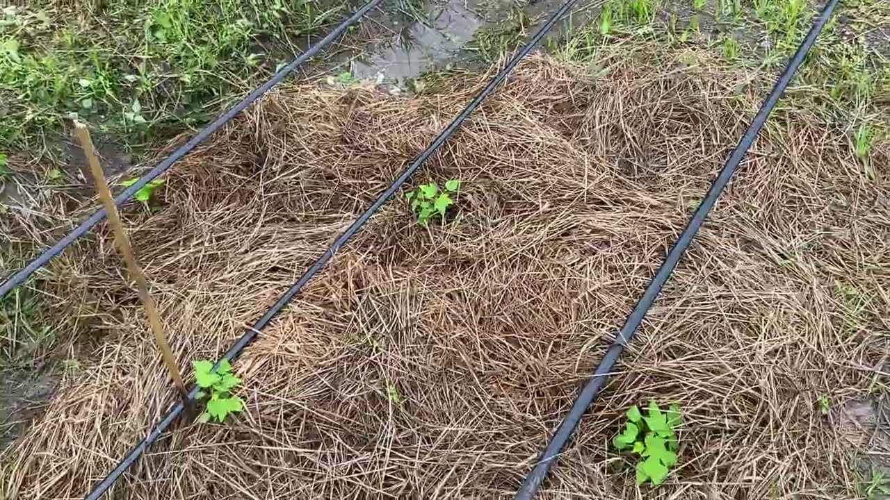 สุดทึ่งปลูกมะละกอฮอลแลนด์เงินล้าน ปลูก896 ต้น/ไร่ ทำได้ไง?