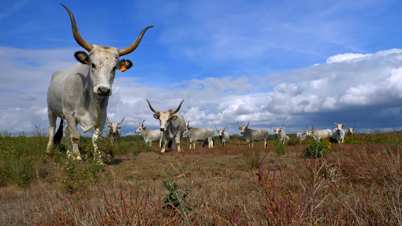 AUTUNNO, primo episodio della serie di documentari girata in Maremma, la Toscana pi&ugrave; selvaggia.