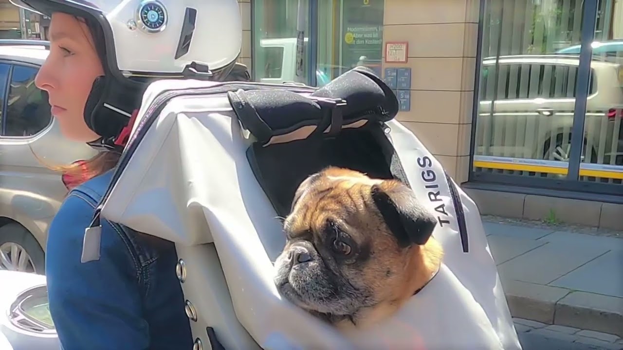 mixed breed dog pug / french Bulldog on SYM Fiddle 125