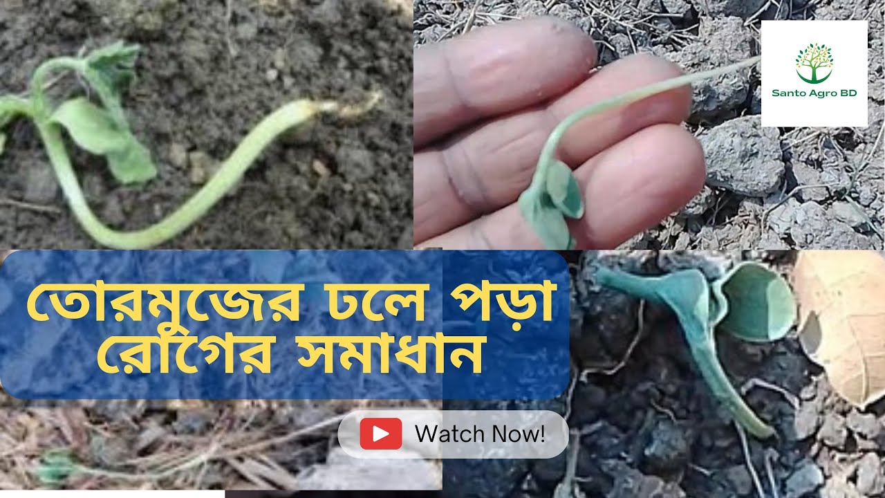 তোরমুজের ছোট চারা ঢলে পড়া রোগের লক্ষন কারন এবং প্রতিকার। Watermelon Root Rot Disease | Tormuj Cash