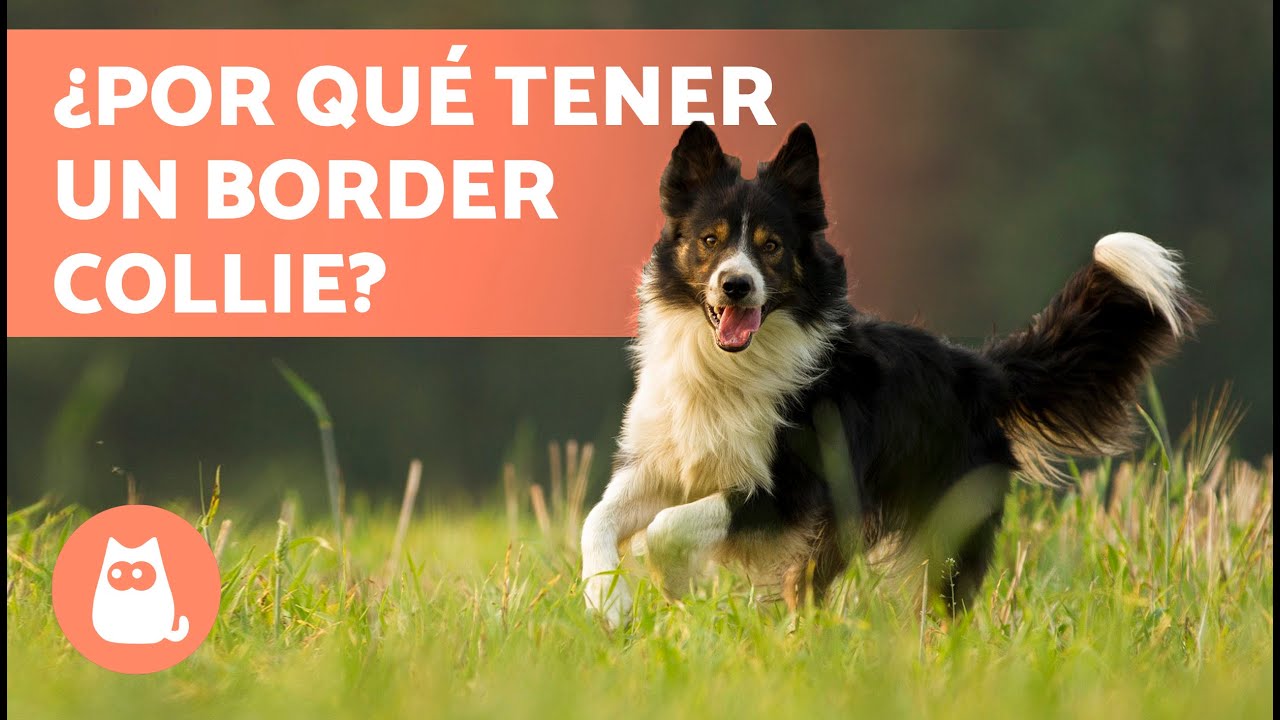 5 VENTAJAS y DESVENTAJAS de tener un BORDER COLLIE 🐶✅