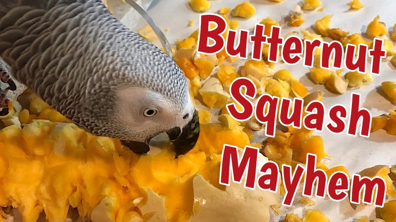 Einstein vs. Butternut Squash 🦃 Happy Thanksgiving! 🌽