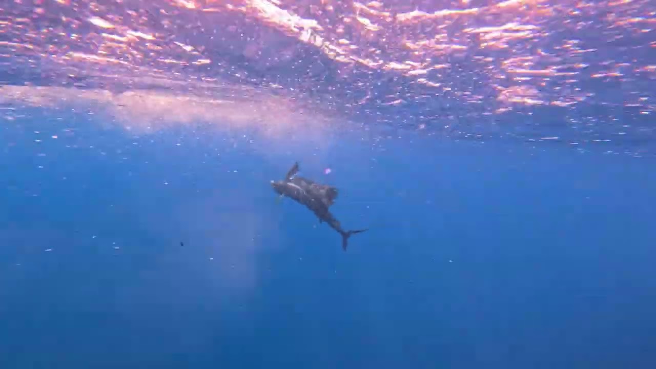 Underwater Sailfish Encounter in Costa Rica