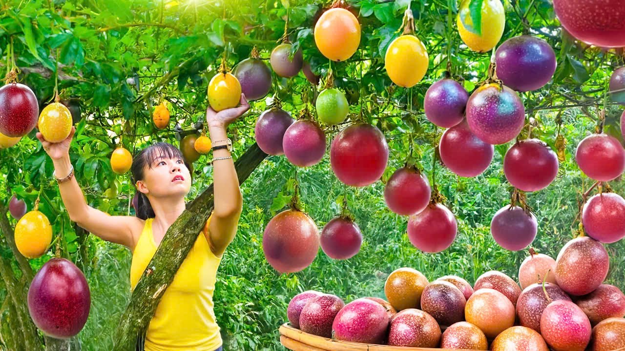 Rewind Timelapse: Harvesting 1000+ Giant Passion Fruits by 3-Wheeled Vehicle, Caring for Ducklings