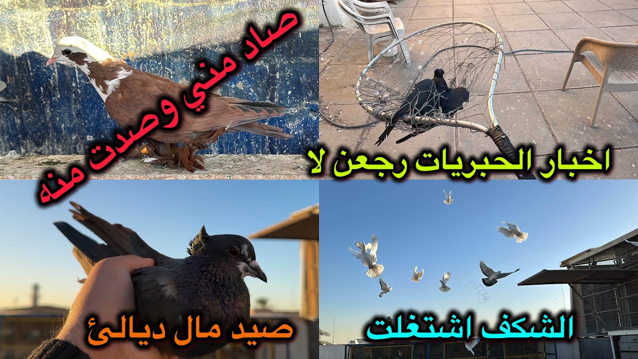 صيد اليوم بيهن ارقام😱اخر اخبار الفكه وشنو رجع شنو ما رجع😓😓