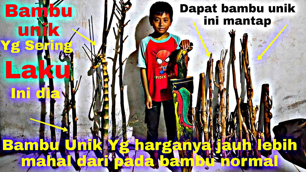 Bambu Unik Kurung Songgobuono Pedang Naga puspa