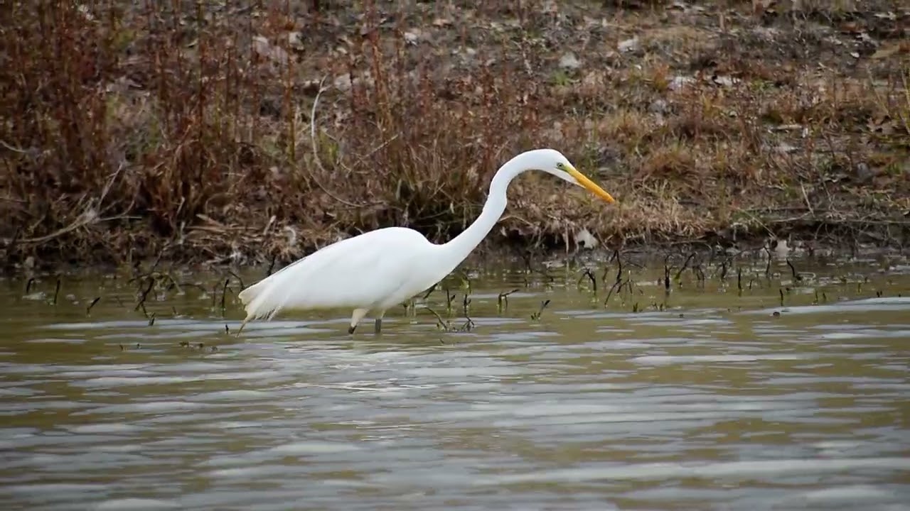 Great Egret | 2/8/2026 | Longview TX