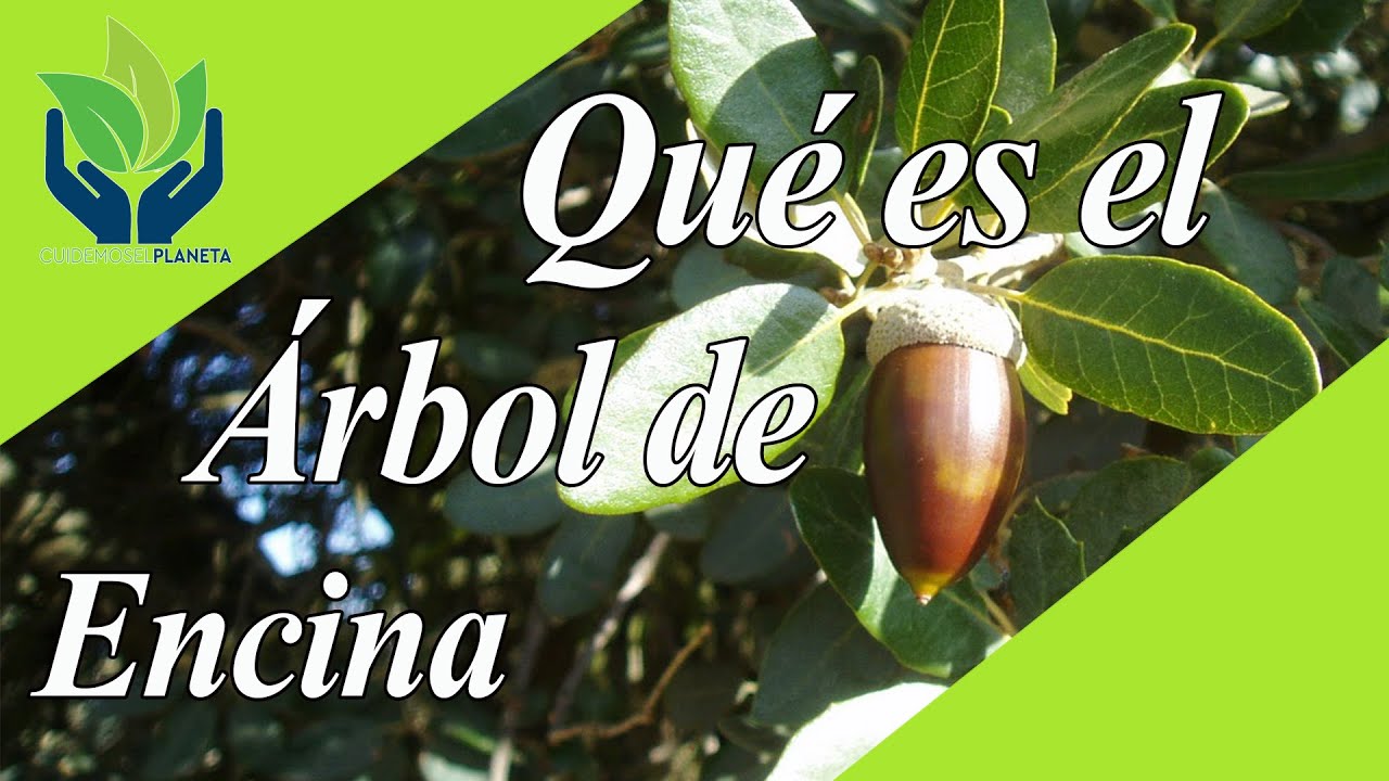La Encina: todo lo que necesitas saber sobre este gran árbol