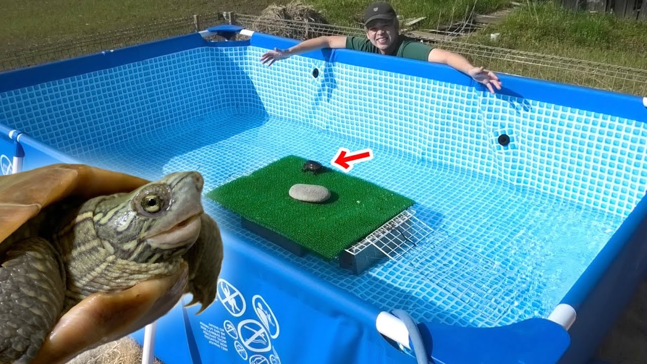 巨大プールでカメ専用池作ってみた