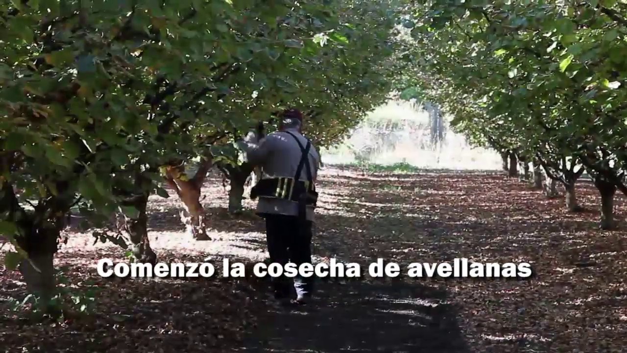 COSECHA AVELLANAS