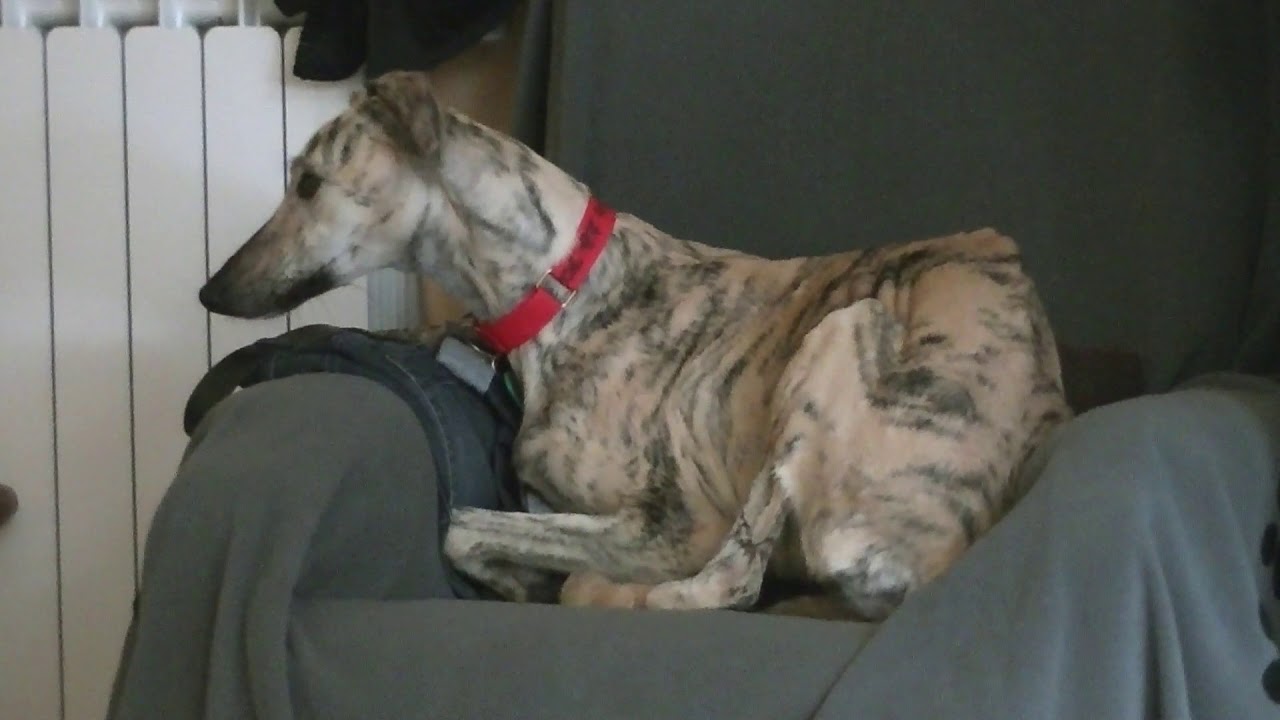 galgos france ANEU se pose enfin...