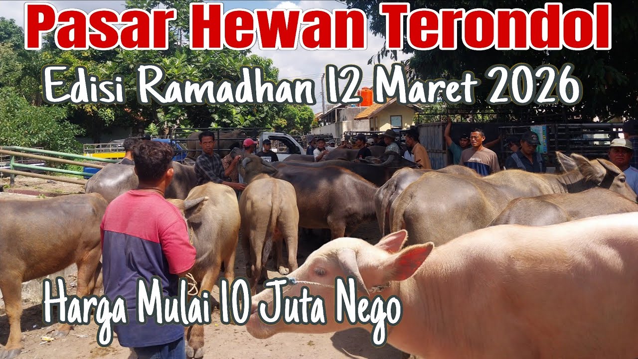 Damai Mulai 10 Juta! Update Terbaru Harga Kerbau Jantan & Betina Di Ps Hewan Terondol 12/03/2026