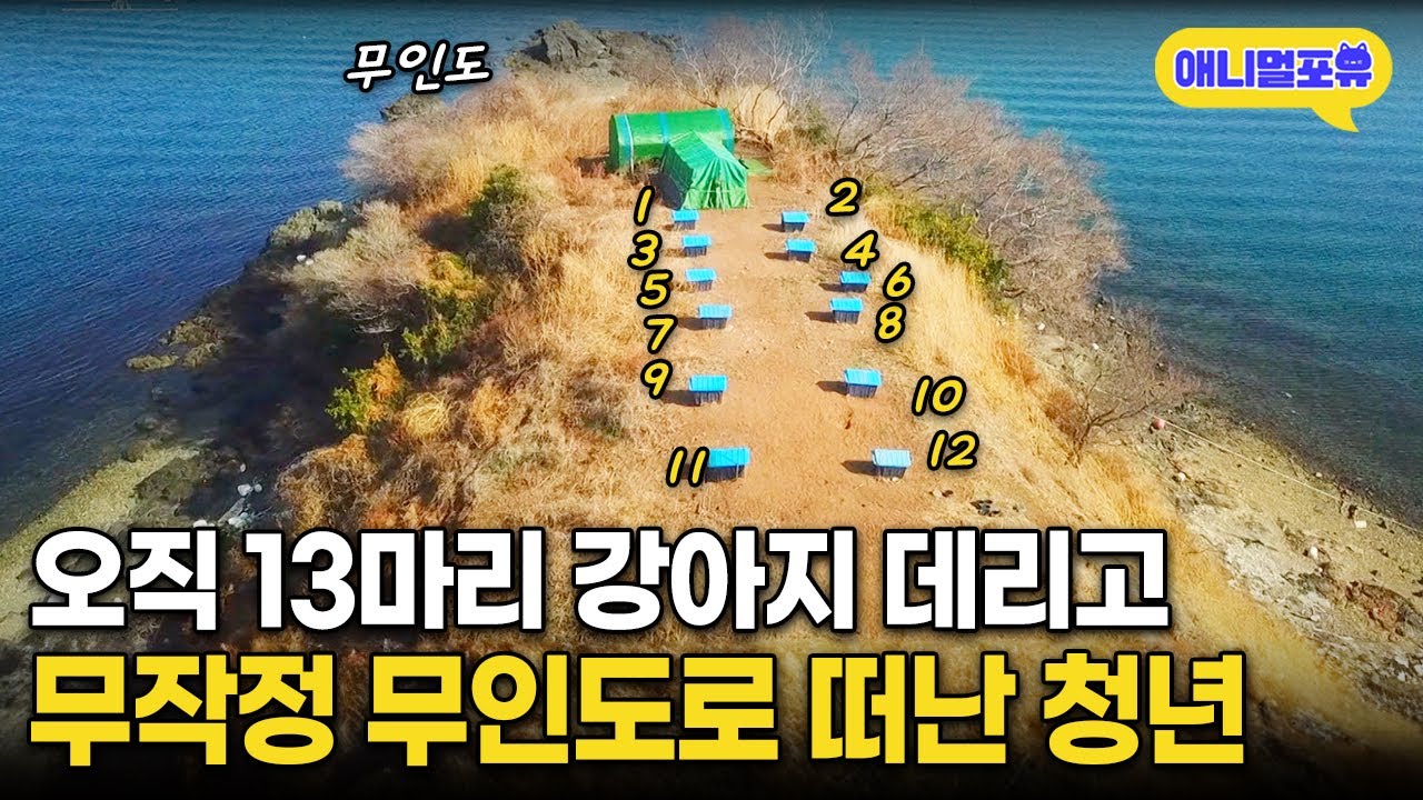 전기도 물도 없는 무인도에 강아지 13마리만 데리고 떠난 청년 | KBS 동물극장 단짝 220408 방송