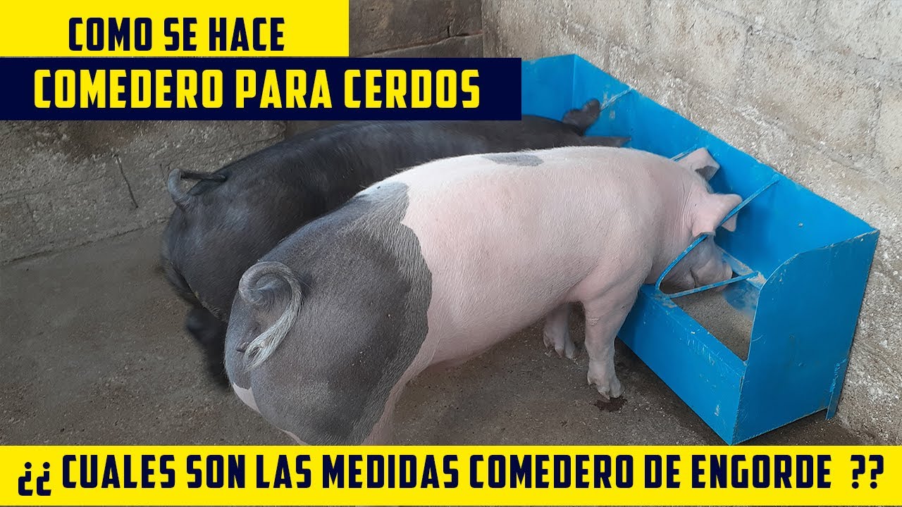 Comedero Para Cerdos Como Hacerlo Y Cuales son las Medidas Comedero de Engorde de puercos con Lamina