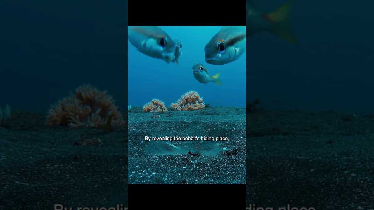 bobbit worm hunting 😳#viral #animals #wildlife #shorts