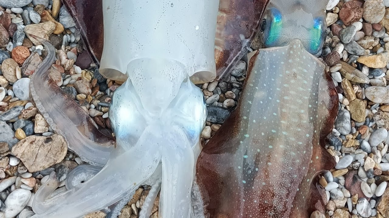 Shore jigging yöntemi ile hem balık yakaladık hemde kalamar