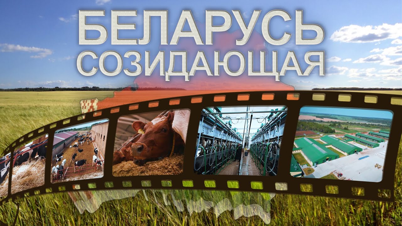Ставка на свое молоко и мясо! Как Беларусь модернизировала фермы? Беларусь созидающая
