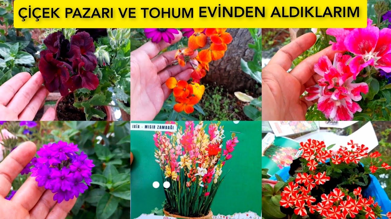 EVİN YENİ ÜYELERİ🌷🍀Açelya-sardunya-mine-petunya-küpe çiçeği #çiçek #flowers
