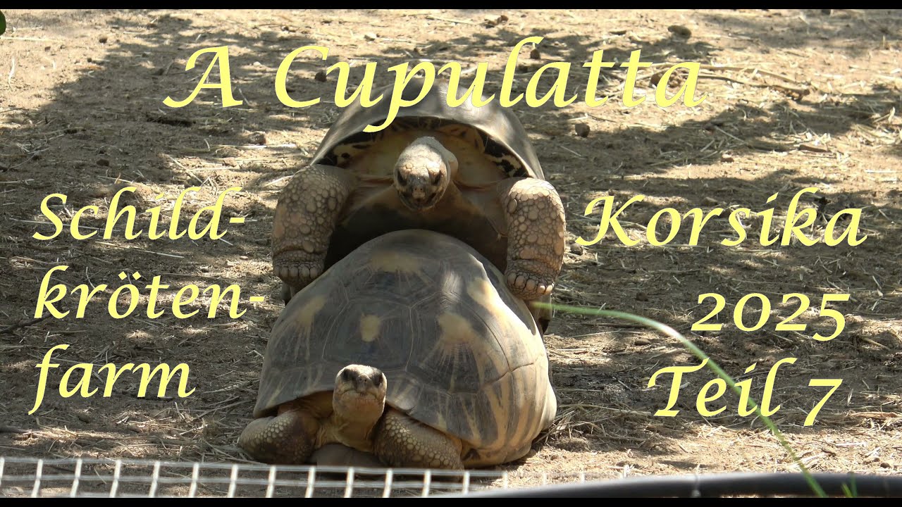 A Cupulatta - Schildkrötenfarm    -   Korsika 2025      Teil 7