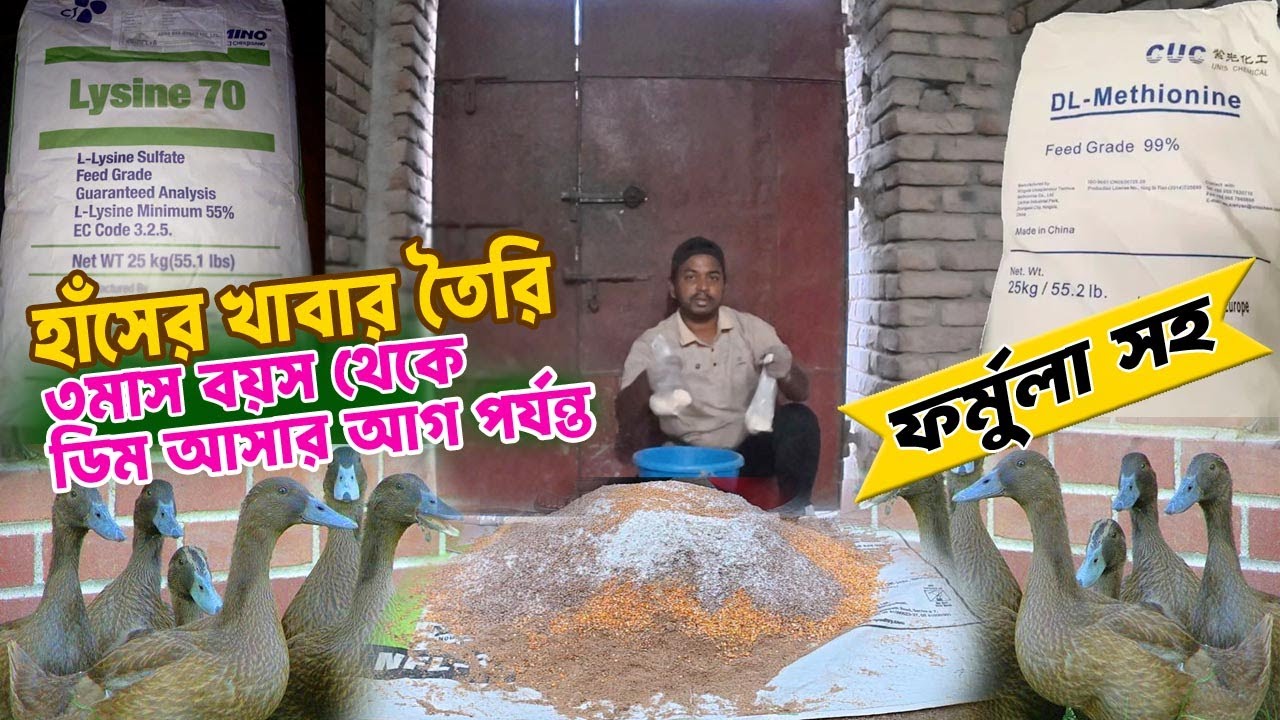 হাঁসের খাবার ৩মাস বয়স থেকে ডিম আসার আগ পর্যন্ত। হাঁসের লেয়ার গ্রোয়ার খাবার ।