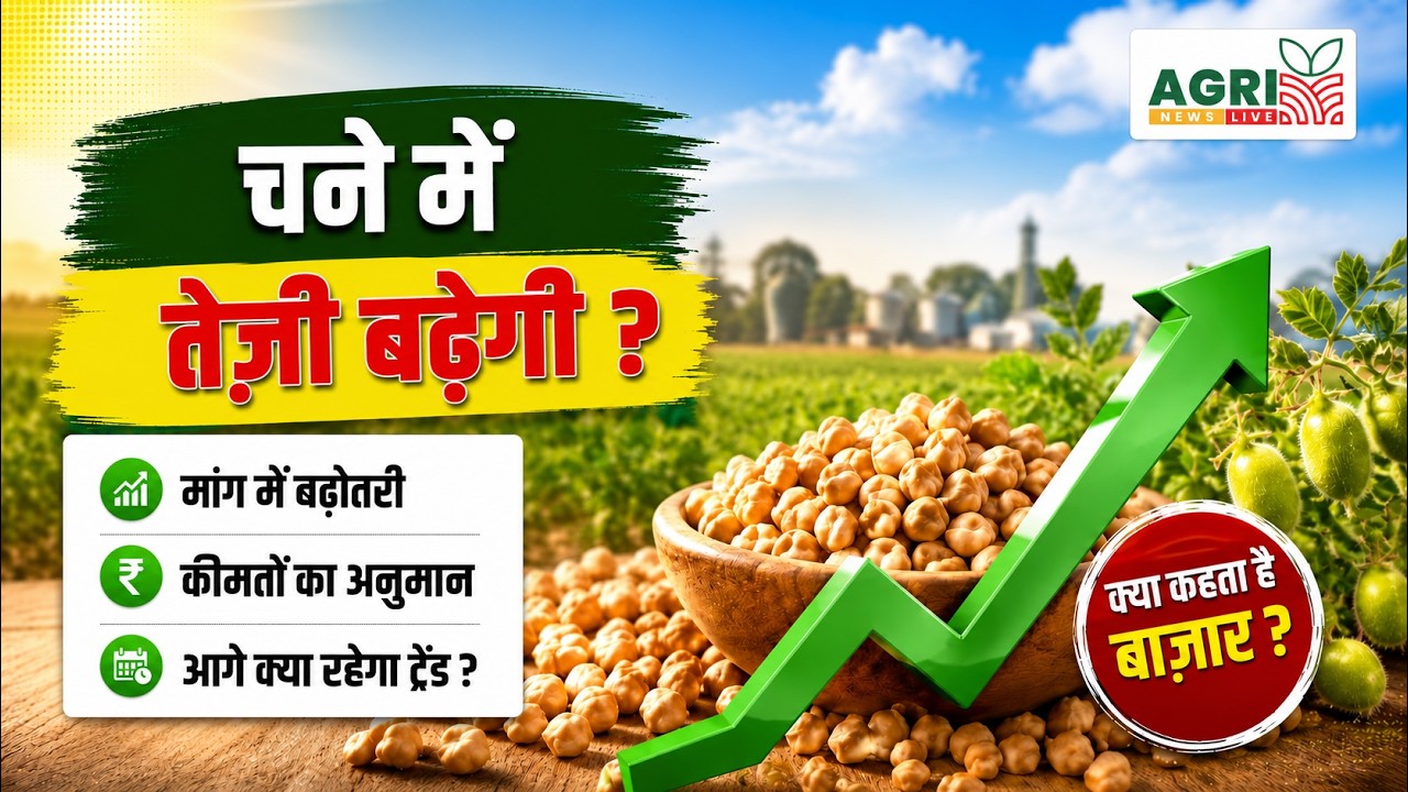 चने में तेजी बढ़ेगी ? Chana Bhav Today !