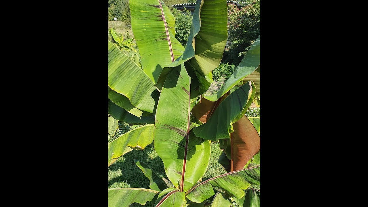 Musa sikkimensis red tiger i bambus