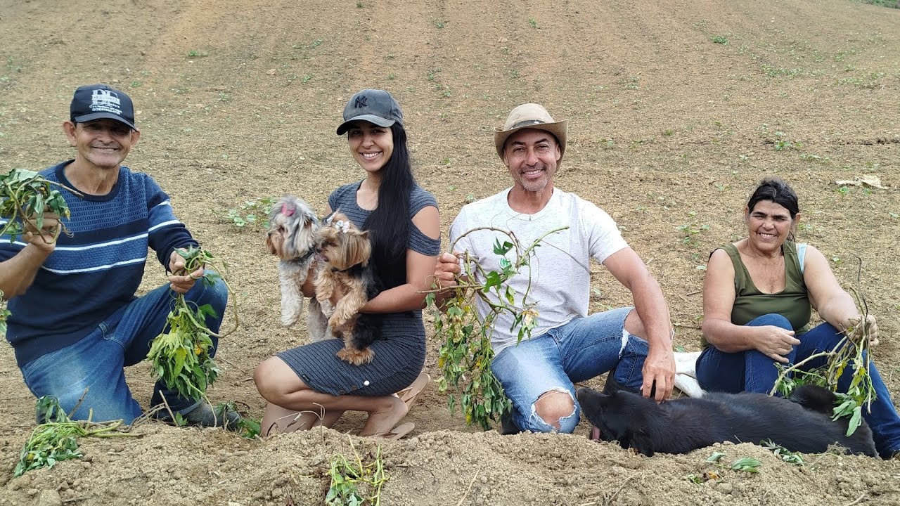 Plantando batata doce/ Soltamos Galinha, Peru e Ganso no Galinheiro #roça #vidanaroça #galinha 