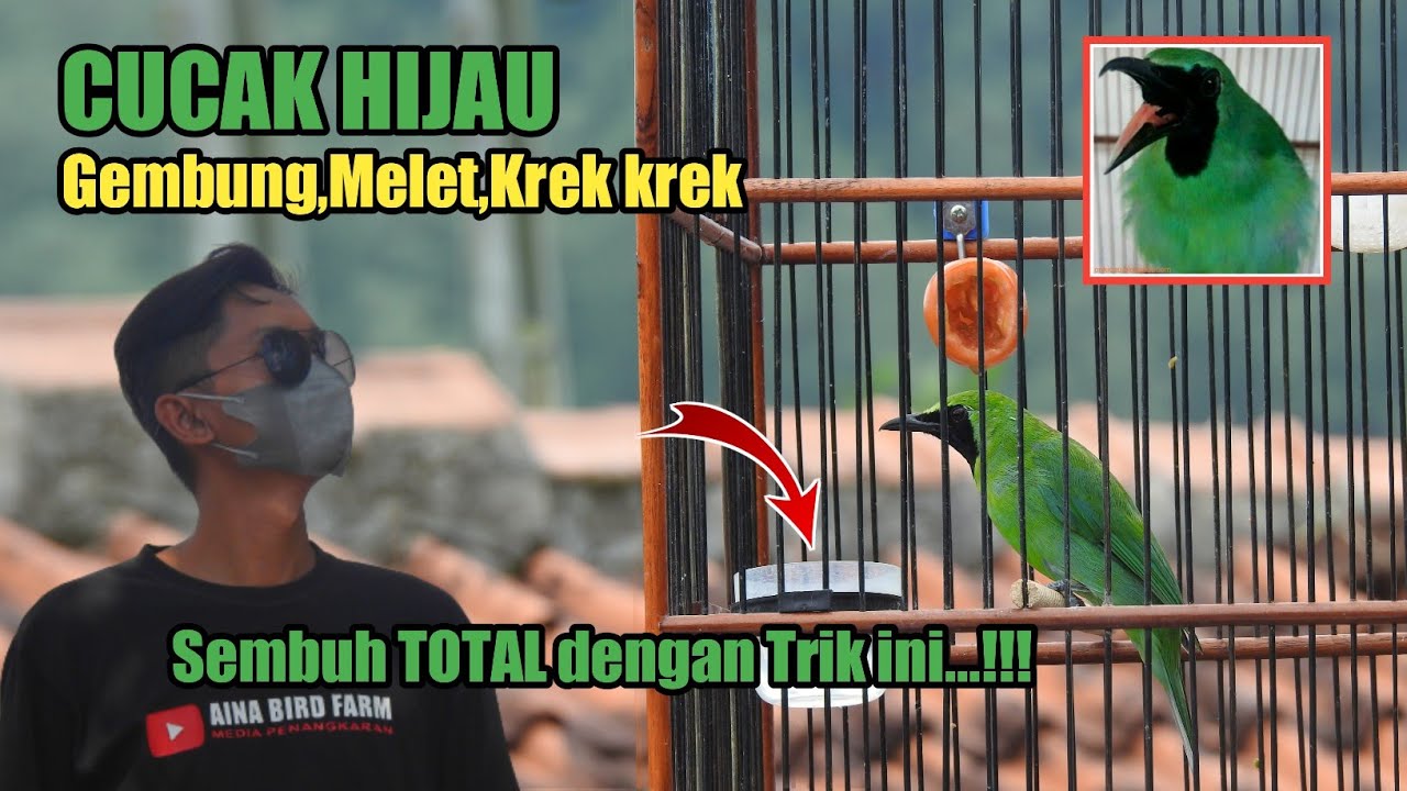 Cara menyembuhkan Cucak Hijau Gembung,Melet,Krek krek dengan trik jitu