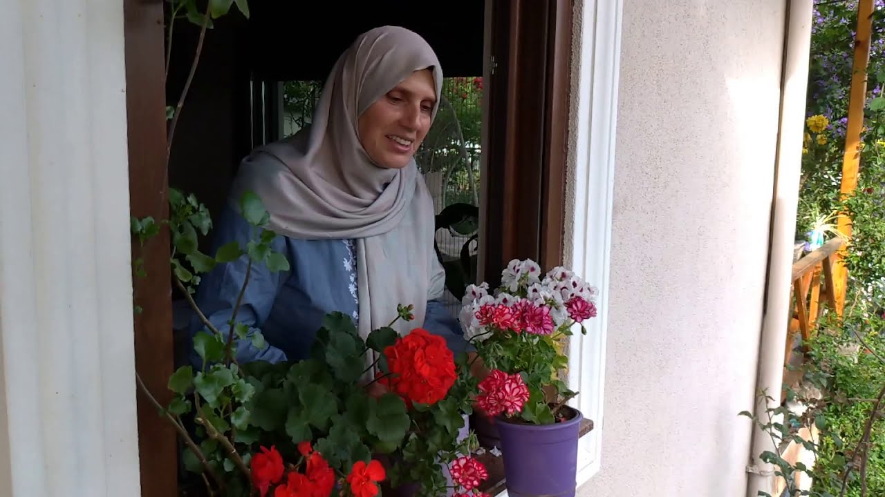 Sardunyalar (Polargonium Zonele) Ceylangözü Ve Hüzün Dolu Hatıralarla Renkli Bir Bahçe Turu