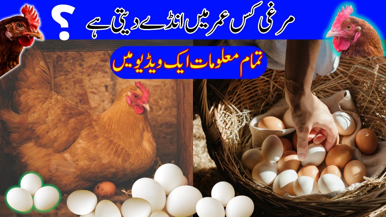 Murgi Kab Eggs dena Start krti hai ?-By VOA