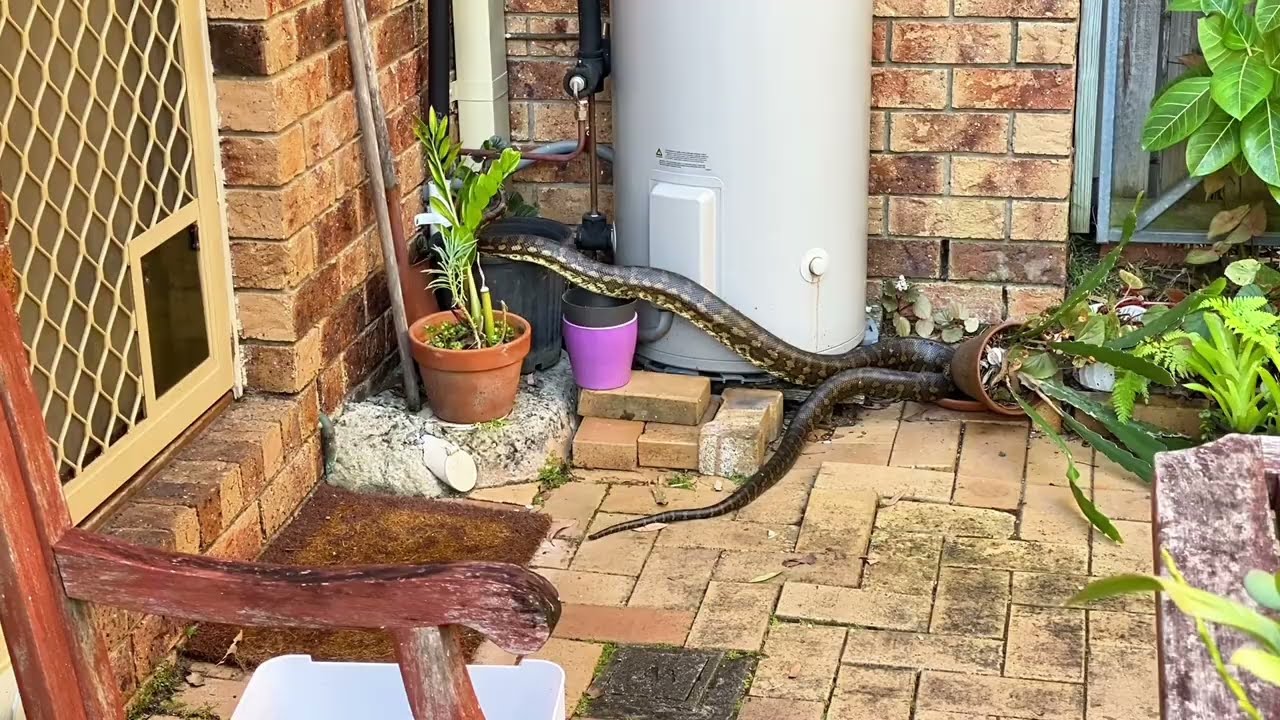 Huge Snake in our Garden 